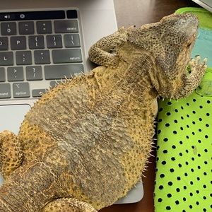 Meet your Posher, Wendy